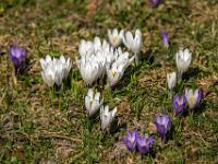 Dichte weiße Krokusgruppe